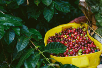 Café Colombiano